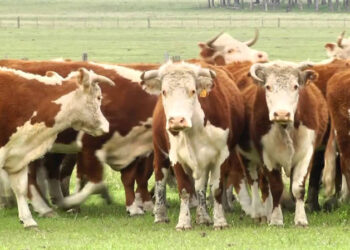 Uruguay es el único país de Sudamérica que tiene más vacas que habitantes. (Fuente externa)