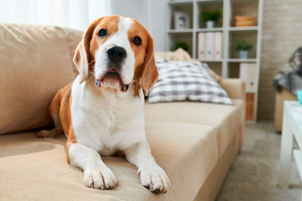 3 Perros en apartamentos u