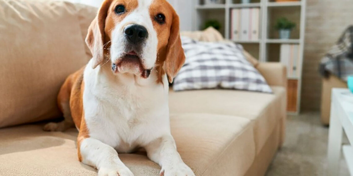 ¿Se pueden tener mascotas en un apartamento? Esto dice la Ley 5038