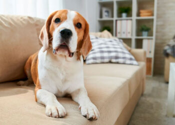 ¿Se pueden tener mascotas en un apartamento? Esto dice la Ley 5038